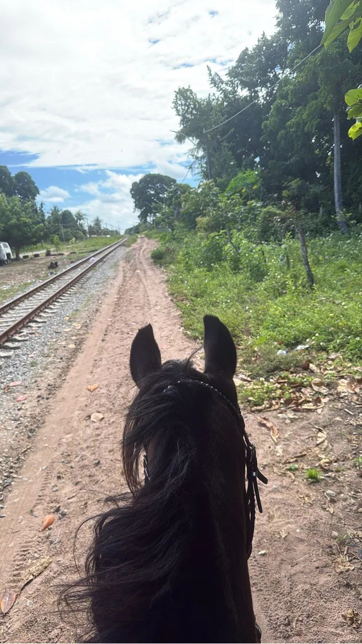 Cavalo mangalarga  - Foto 2