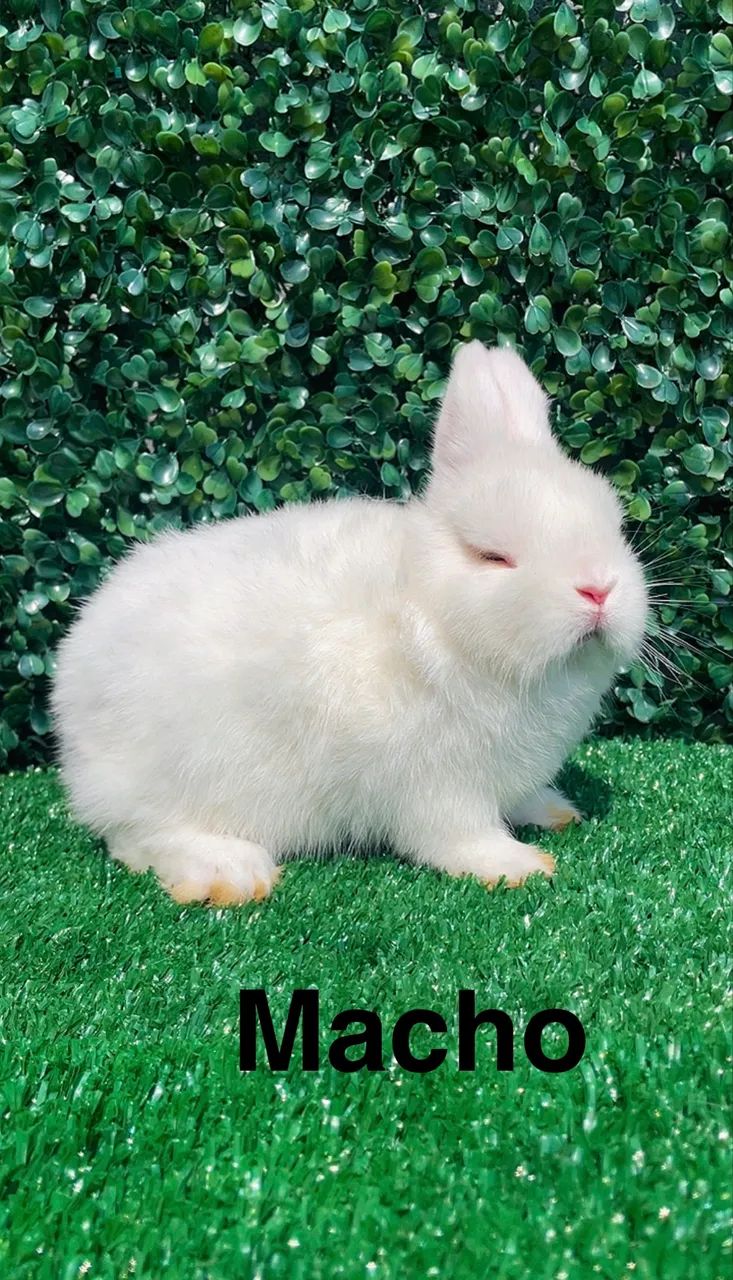 Mini coelhos - Foto 3