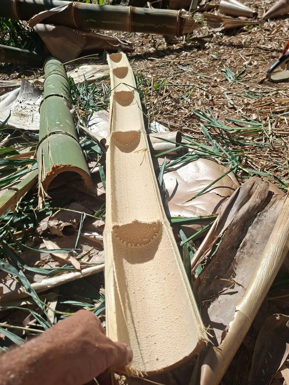 Vende se bambu  - Foto 2