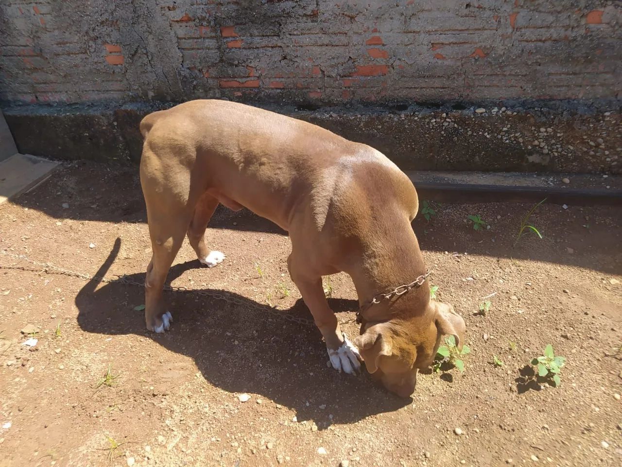 Doação cachorro - Foto 3