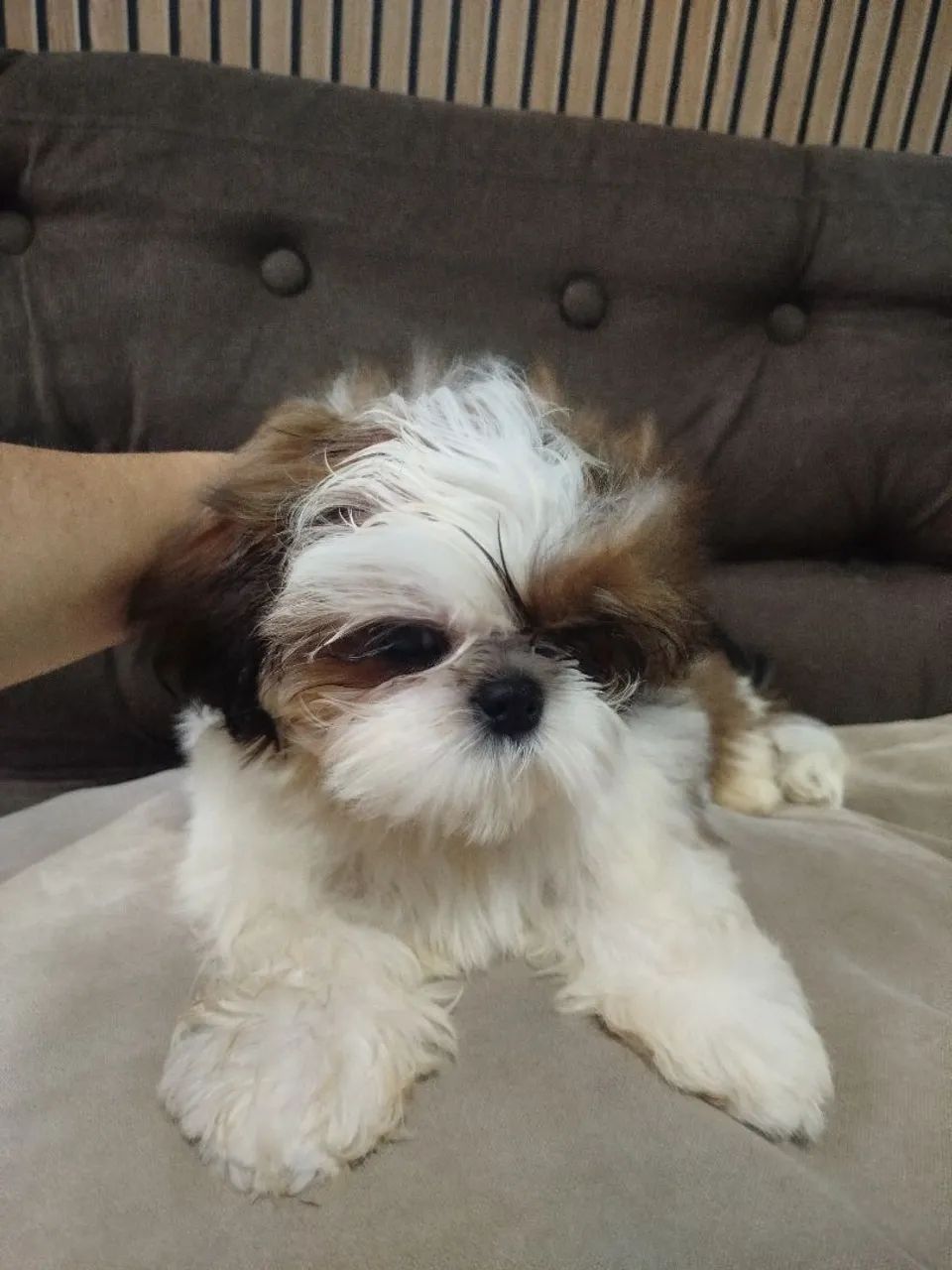 Cachorro ? - Foto 2