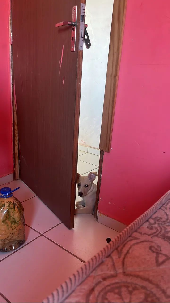 Cachorro para doação 