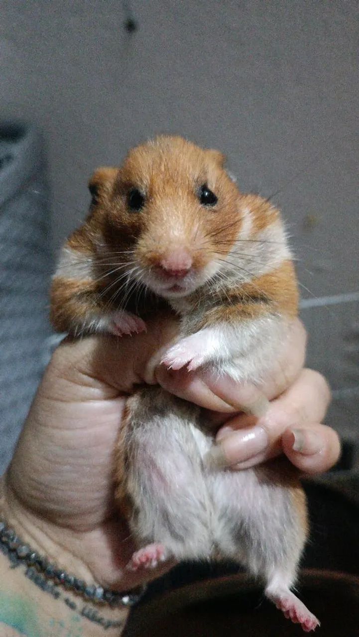 Hamster sírio com kit completo - Foto 5