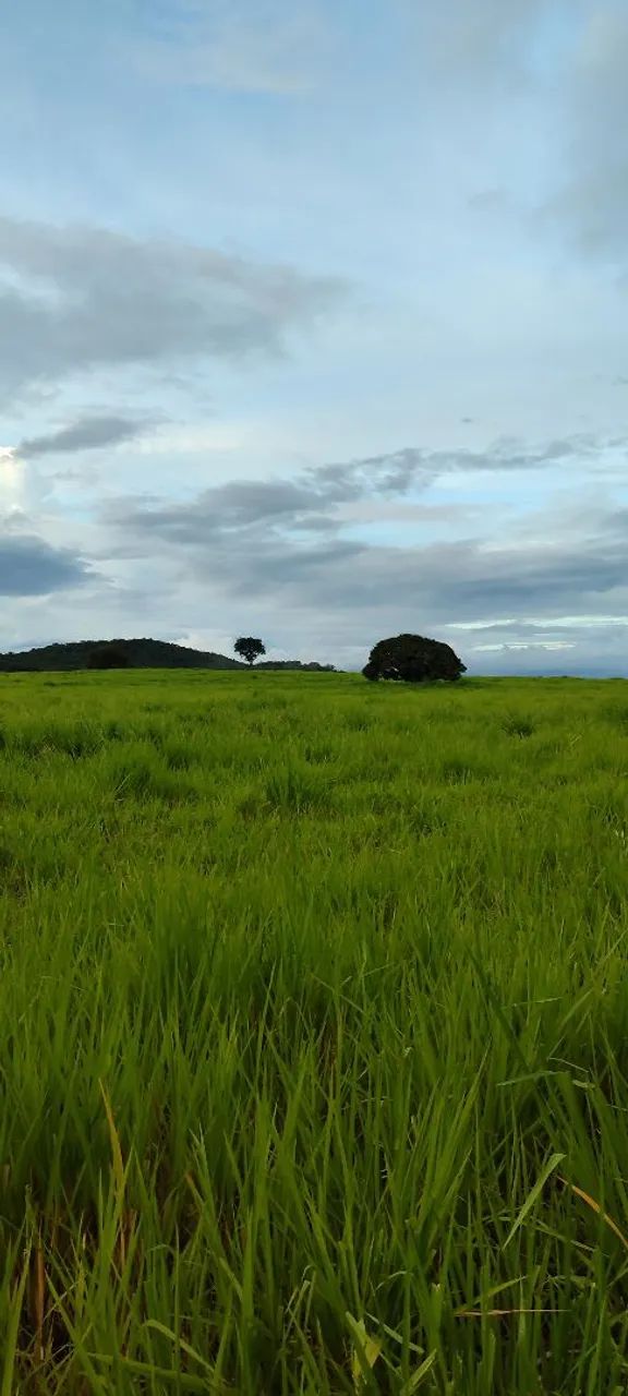 Chácara em Mairipotaba  - Foto 2