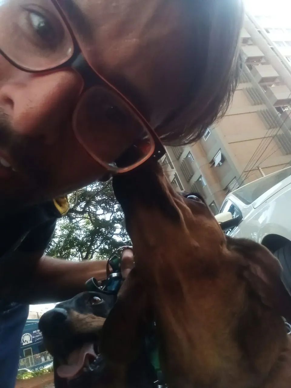 Passeios para cães  - Foto 5