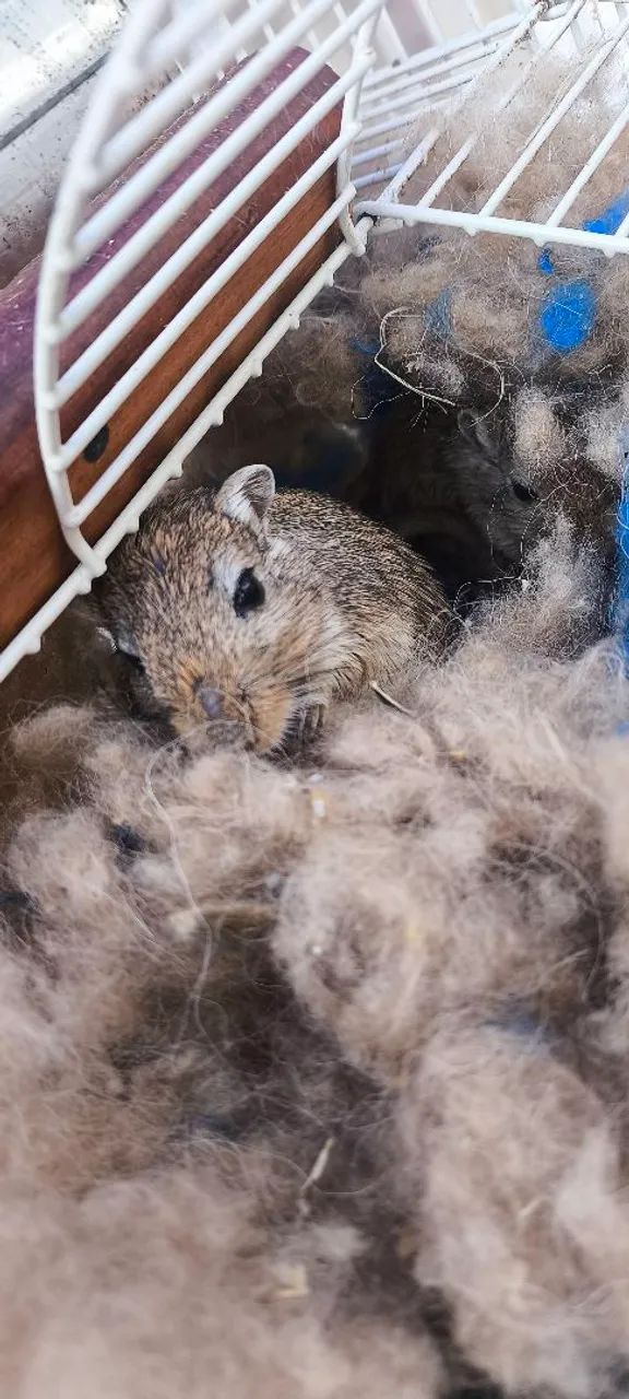 Gerbil  - Foto 2