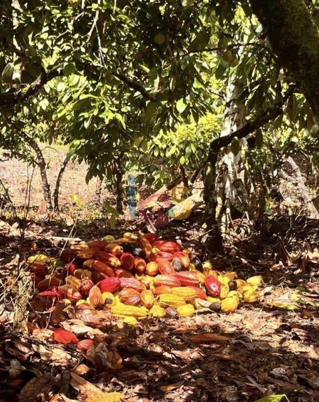 Vendo Fazenda em Urucuça - Foto 3