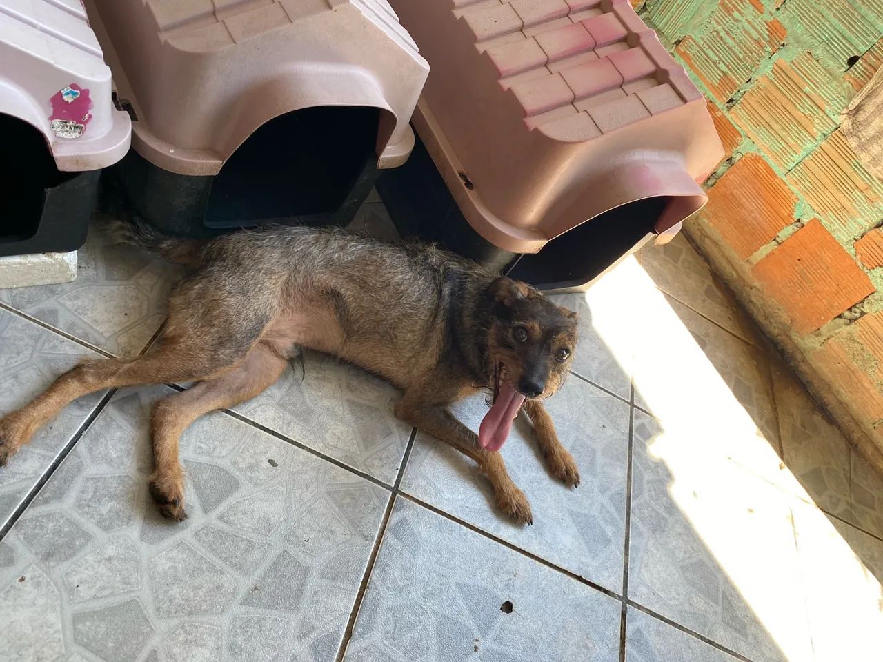 Pet - Foto 3