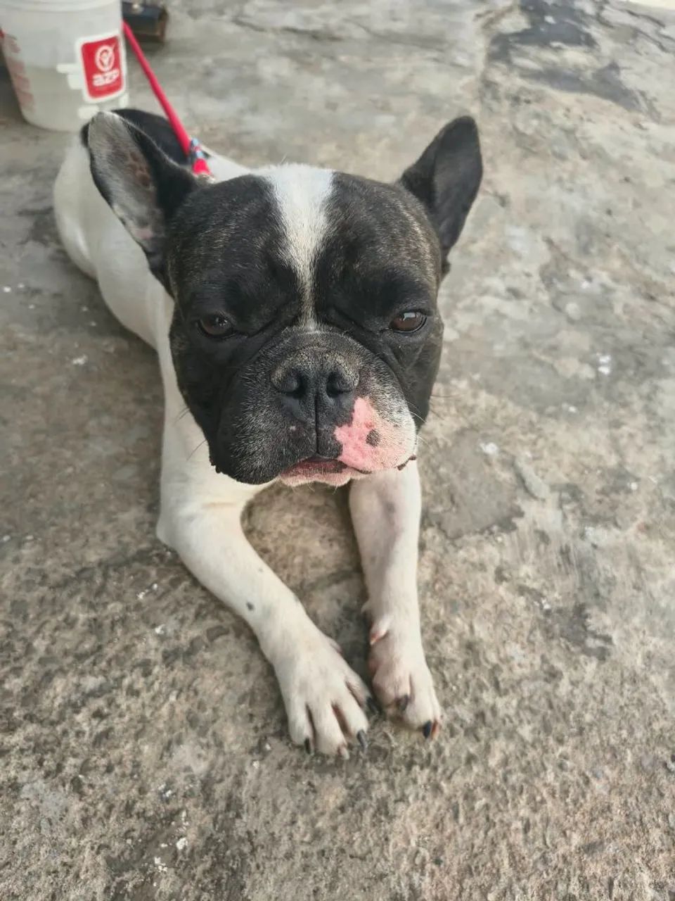 Bulldog Francês Macho
