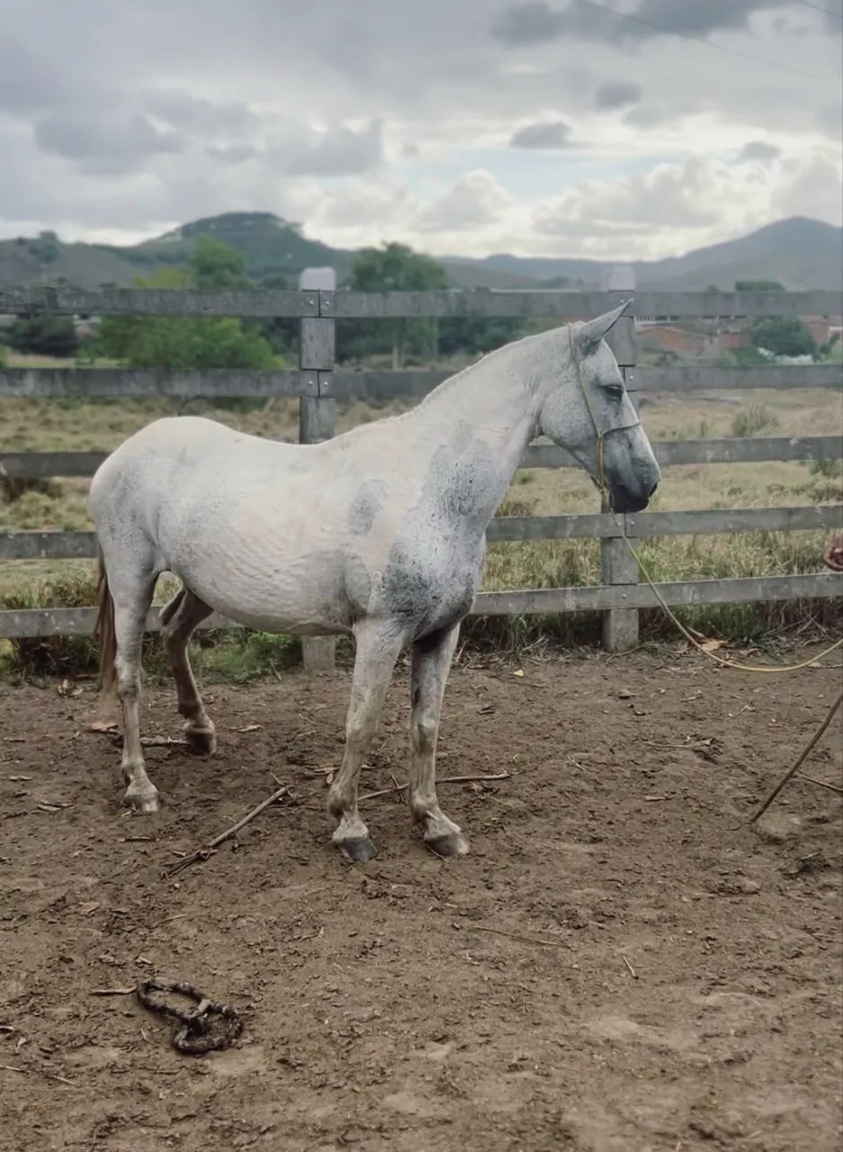 Égua mangalarga registrada  - Foto 3