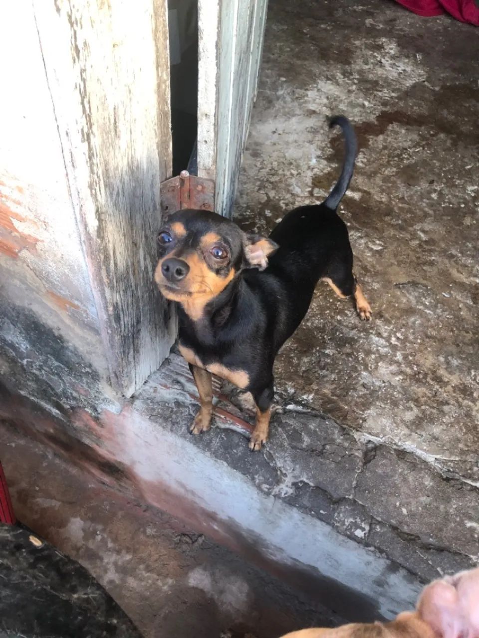Cachorro pinche