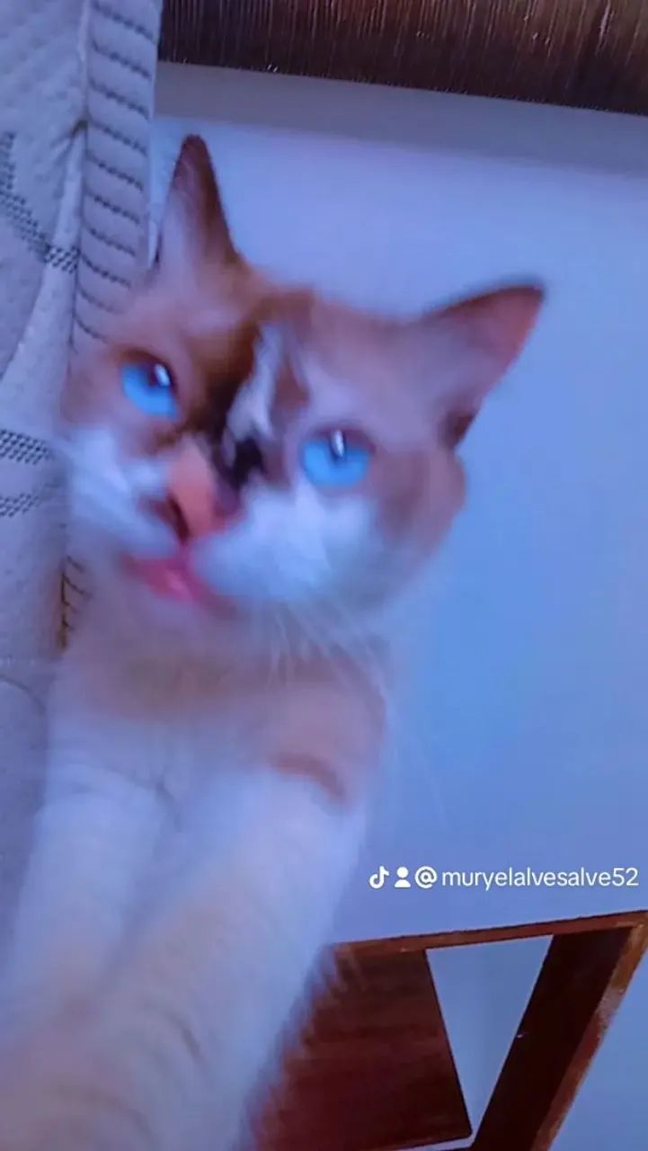 Gata linda  - Foto 4