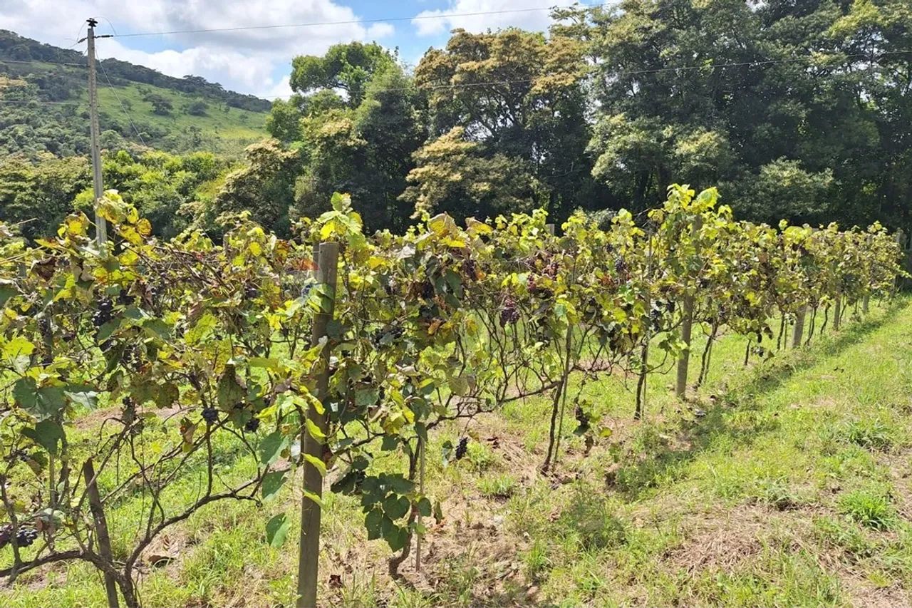 Chácara dos Sonhos: Conforto e Natureza Unida - Foto 4