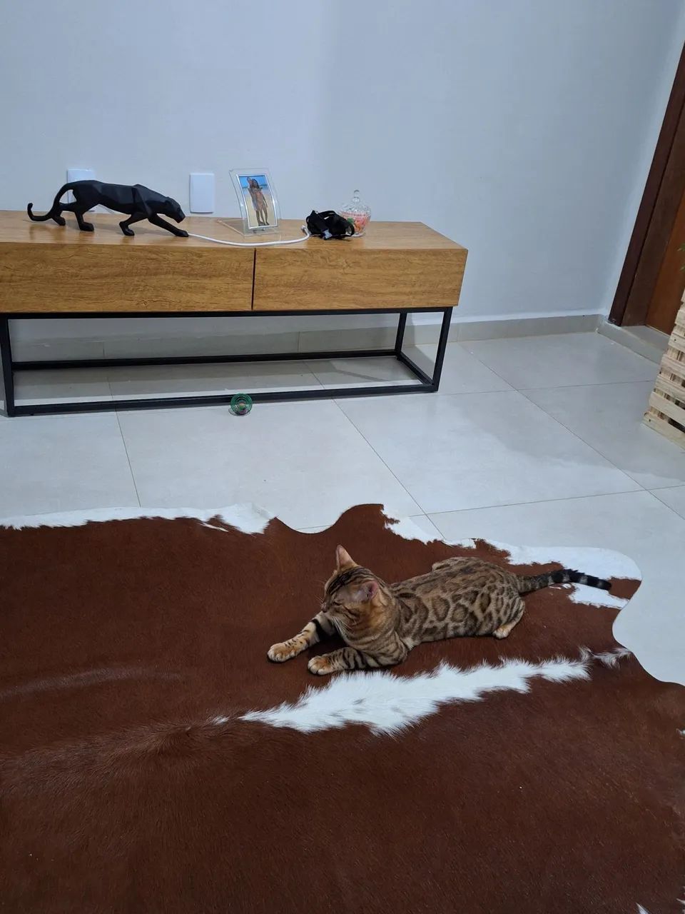 BENGAL CAT MATRIZ  - Foto 3