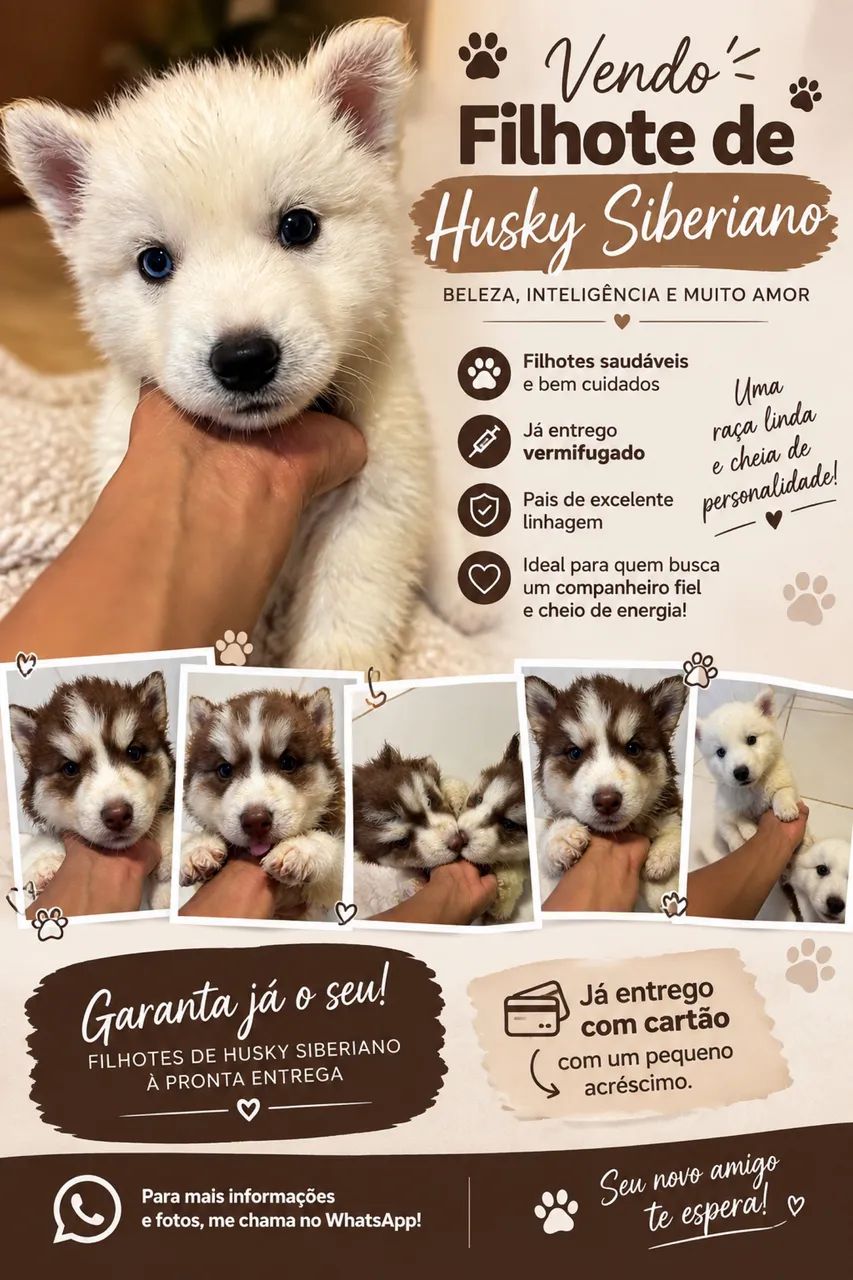 Vendo Husk siberiano 