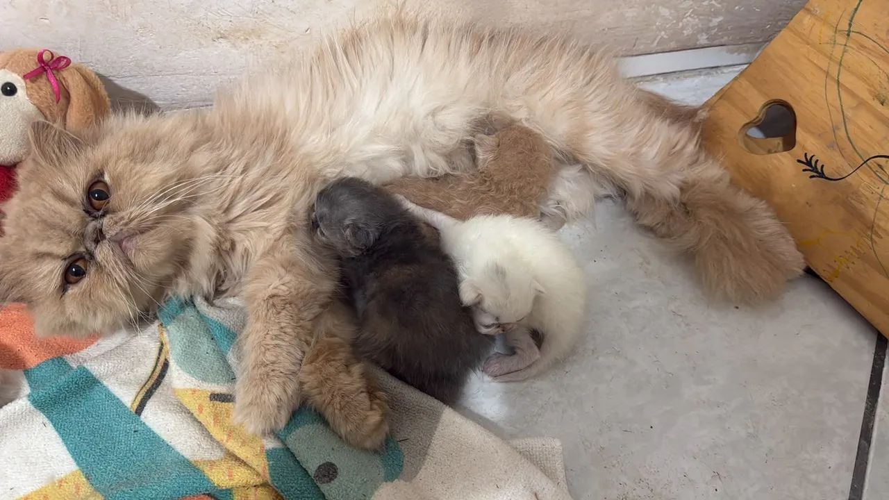 Filhote de gato persa  - Foto 2