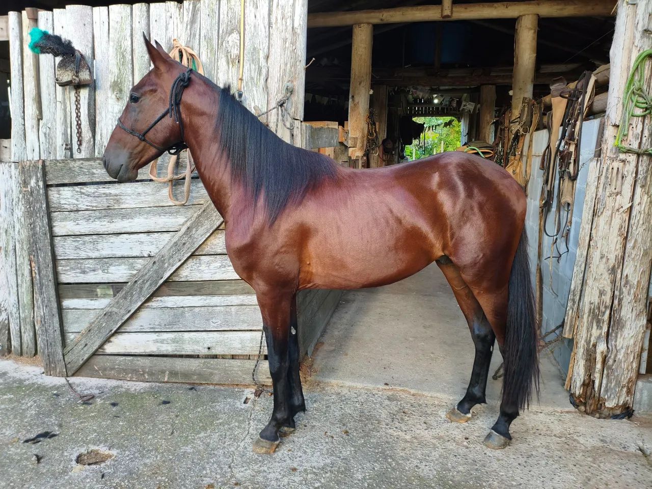 Cavalo American Trother 