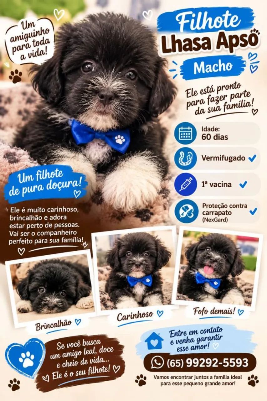 Filhote Lhasa Apso 