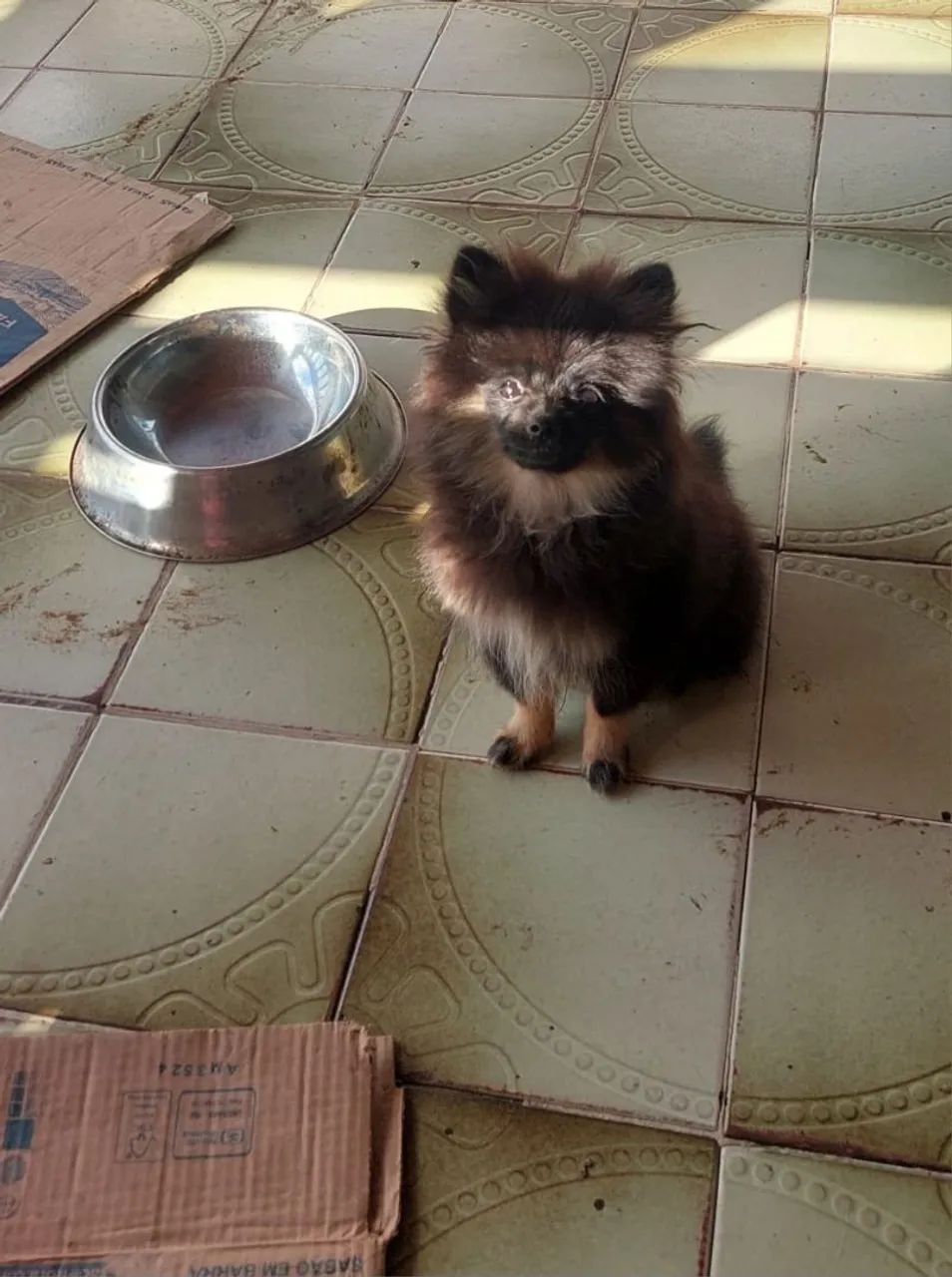 Spitz alemão  - Foto 2