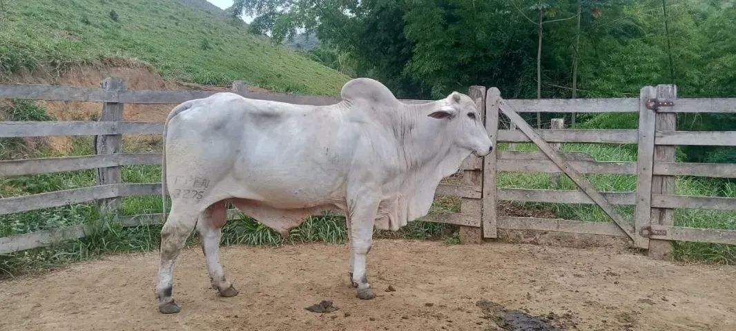 Touro Nelore PO REGISTRADO - Manso, Reprodutor de Elite - Foto 5