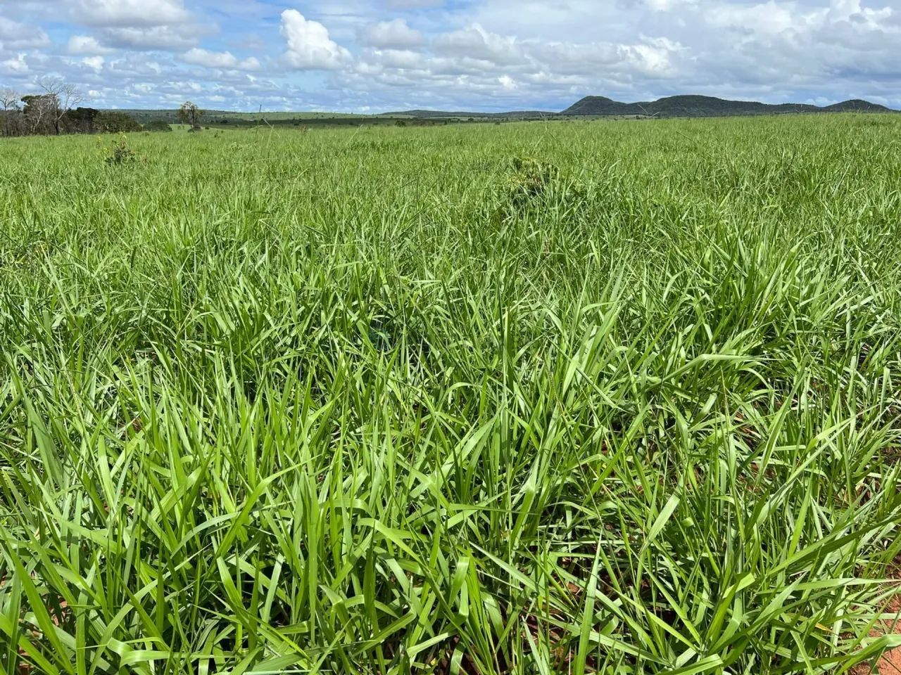VENDO!!! FAZENDA DUPLA APTIDÃO - Foto 5