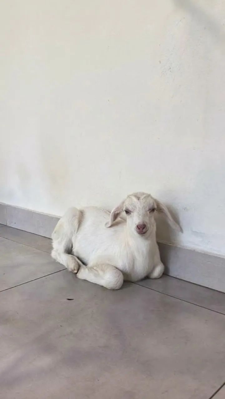 Cabritinho 2 meses