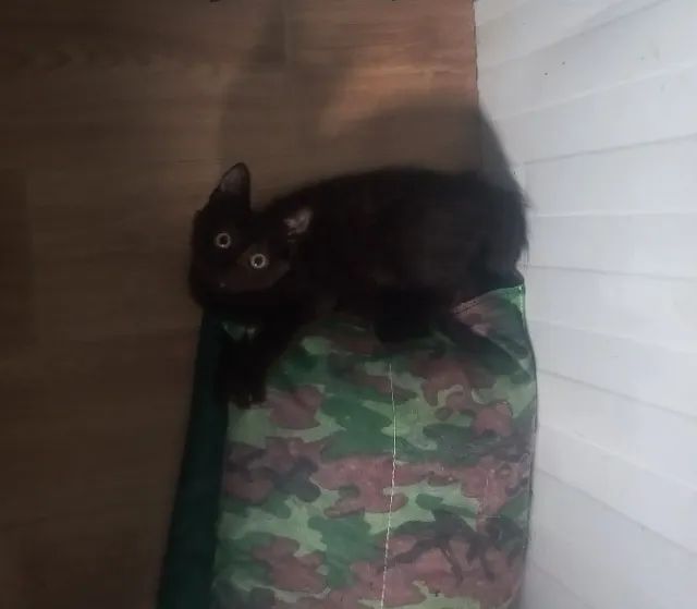 Gata