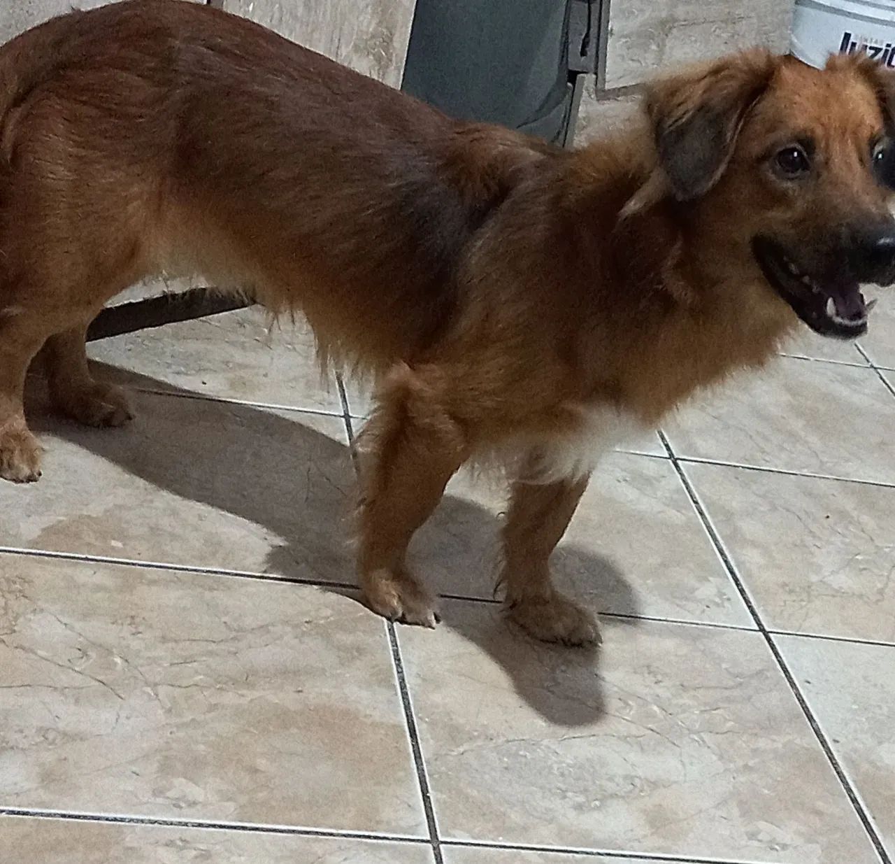 ADOÇÃO RESPONSÁVEL DE CACHORRO 