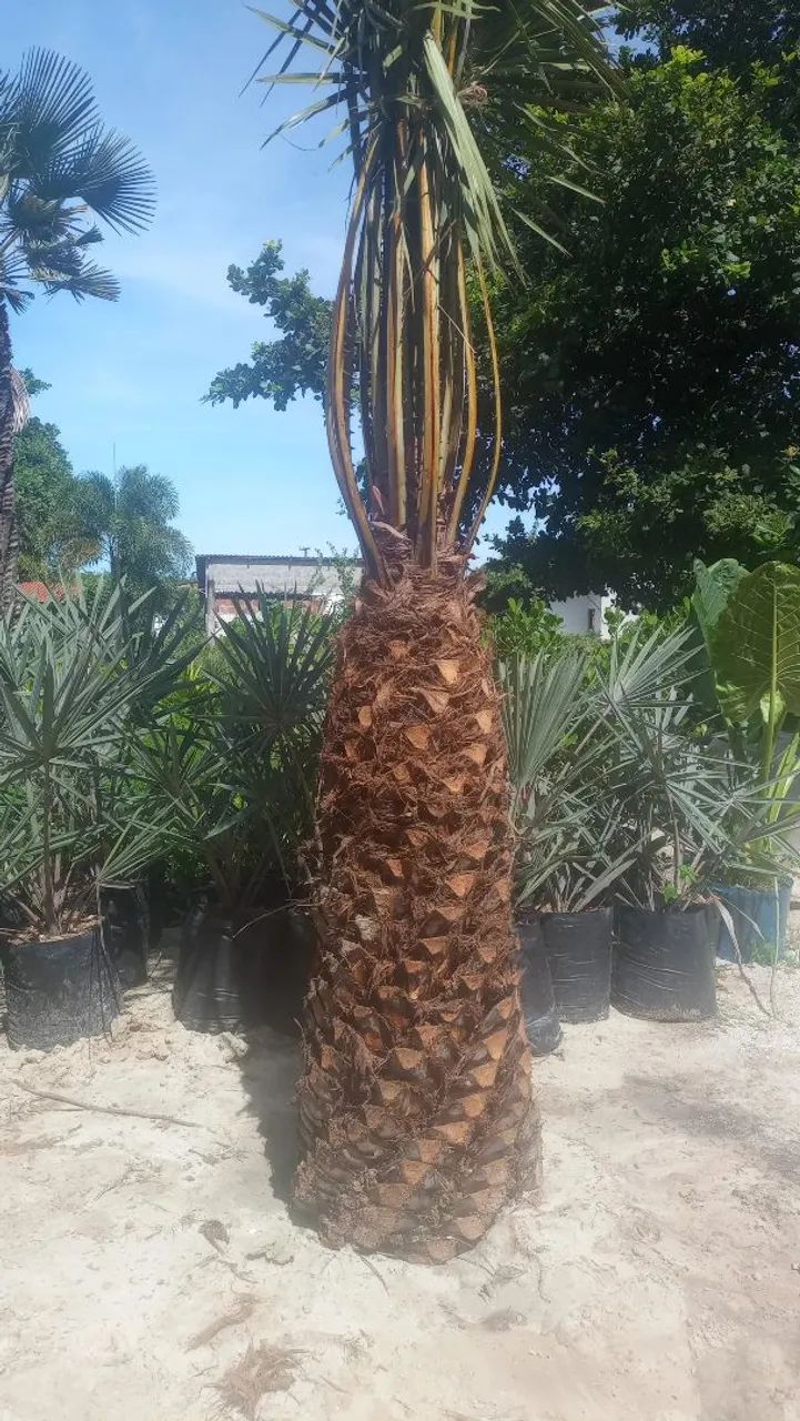 Carnaúbas  - Foto 2