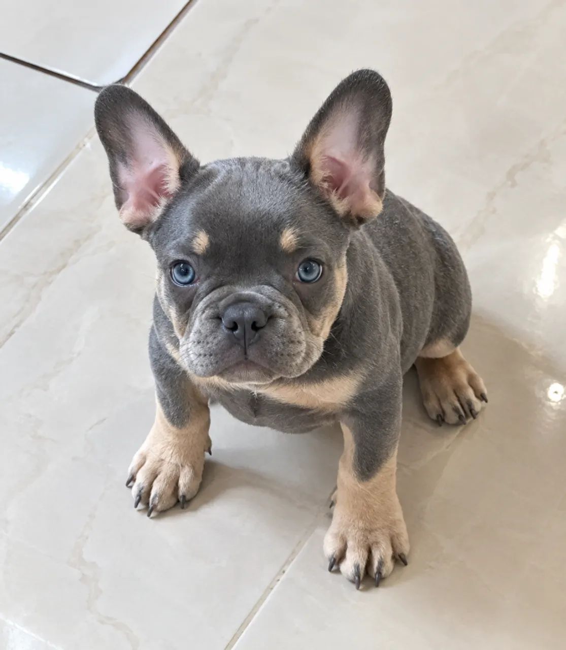 Bulldog francês 