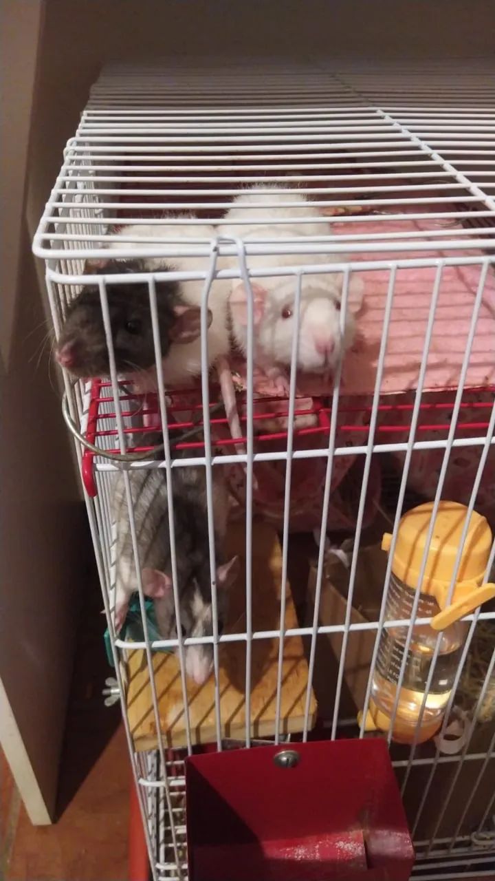 Rato Twister Fêmeas 