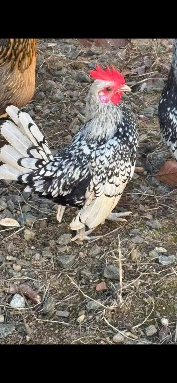 Frango Garnisé 