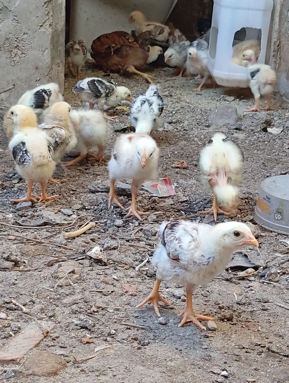 Pintinhos de capoeira  - Foto 6