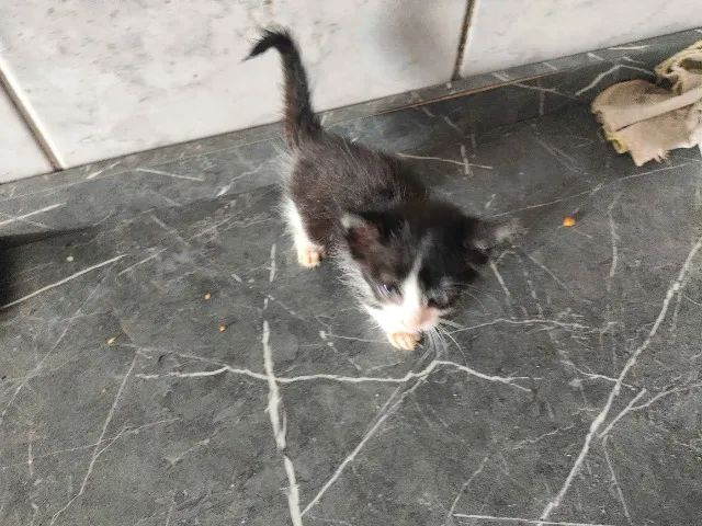 Adote 4 gatos Região do Barreiro - Foto 6