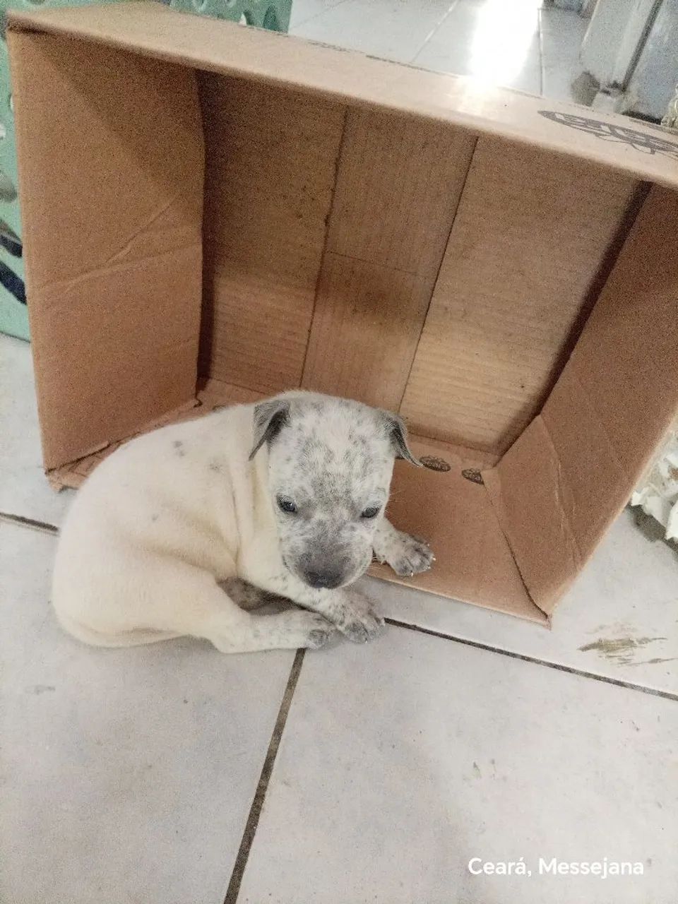 Filhote de American bully