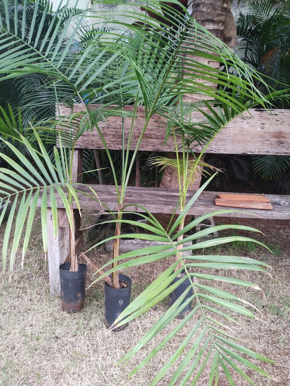 Palmeiras de Palmito Ornamental  - Foto 2