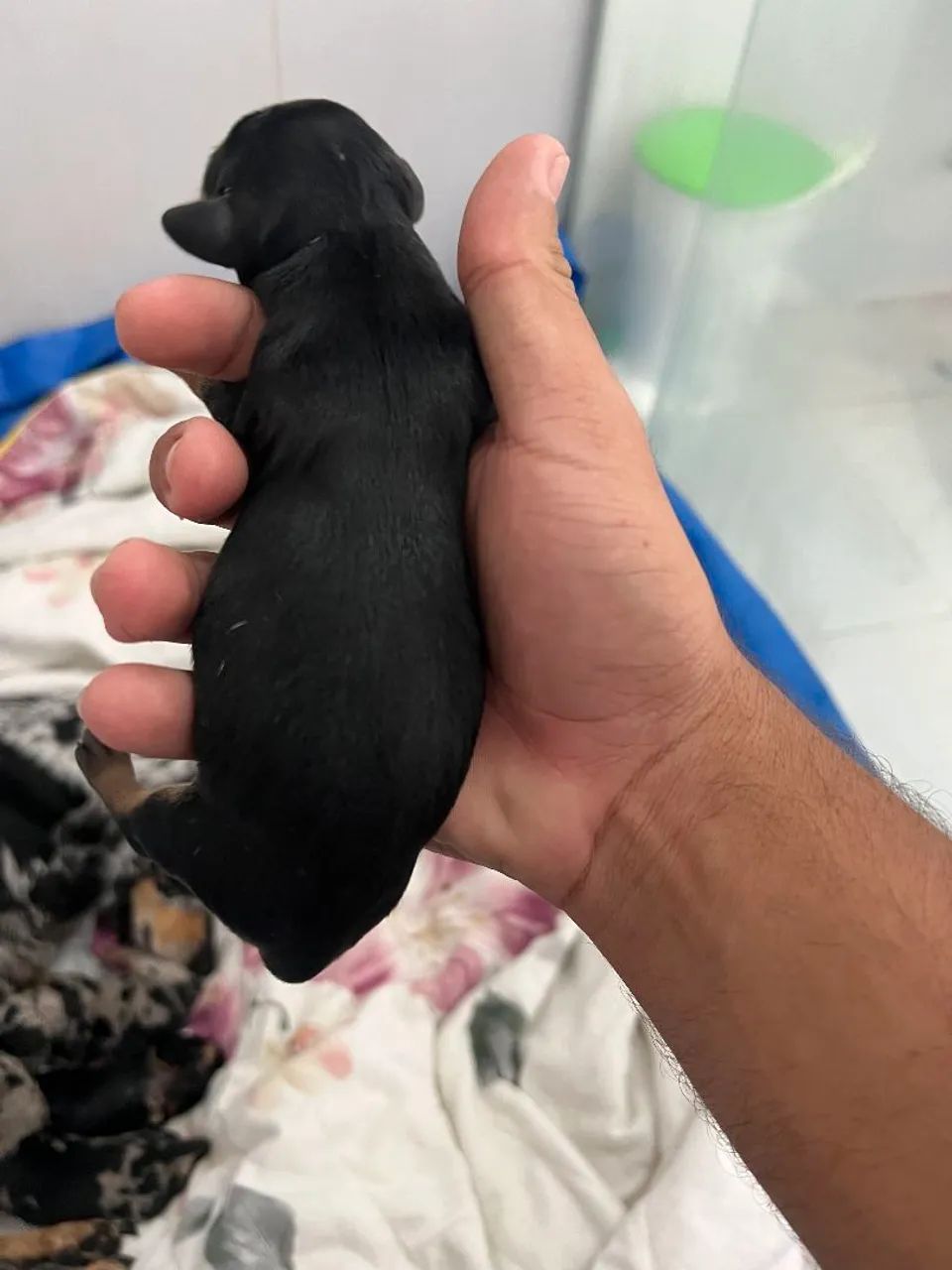 Filhotes dachshund  - Foto 5
