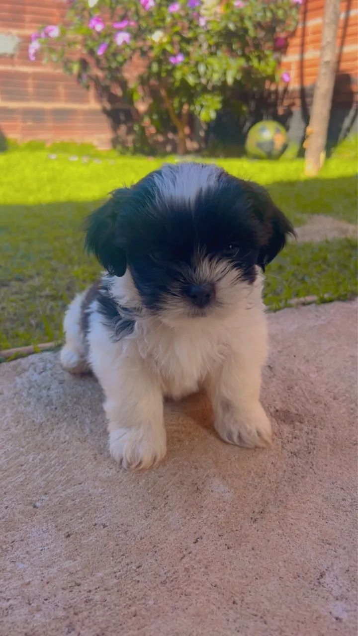 Filhotes de Shih tzu  - Foto 2