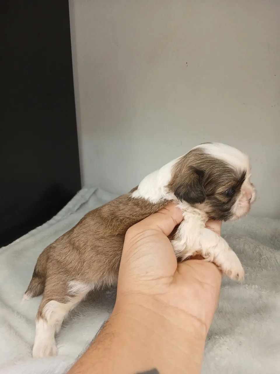 Shihtzu macho disponível para reserva  - Foto 2