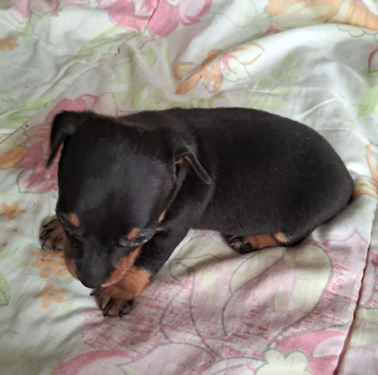 Animais de estimação  - Foto 3
