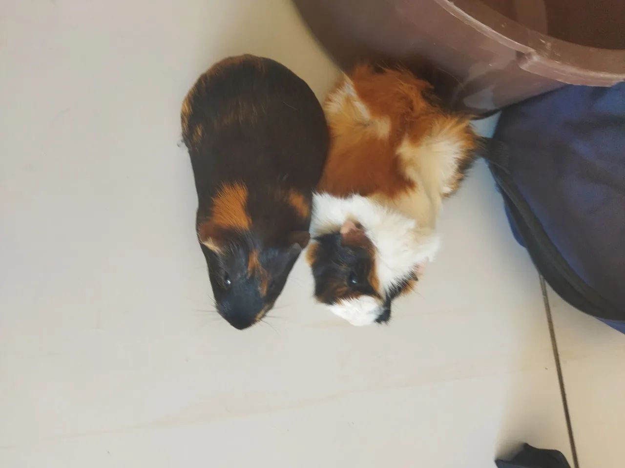 Vende-se porquinhos da índia  - Foto 6