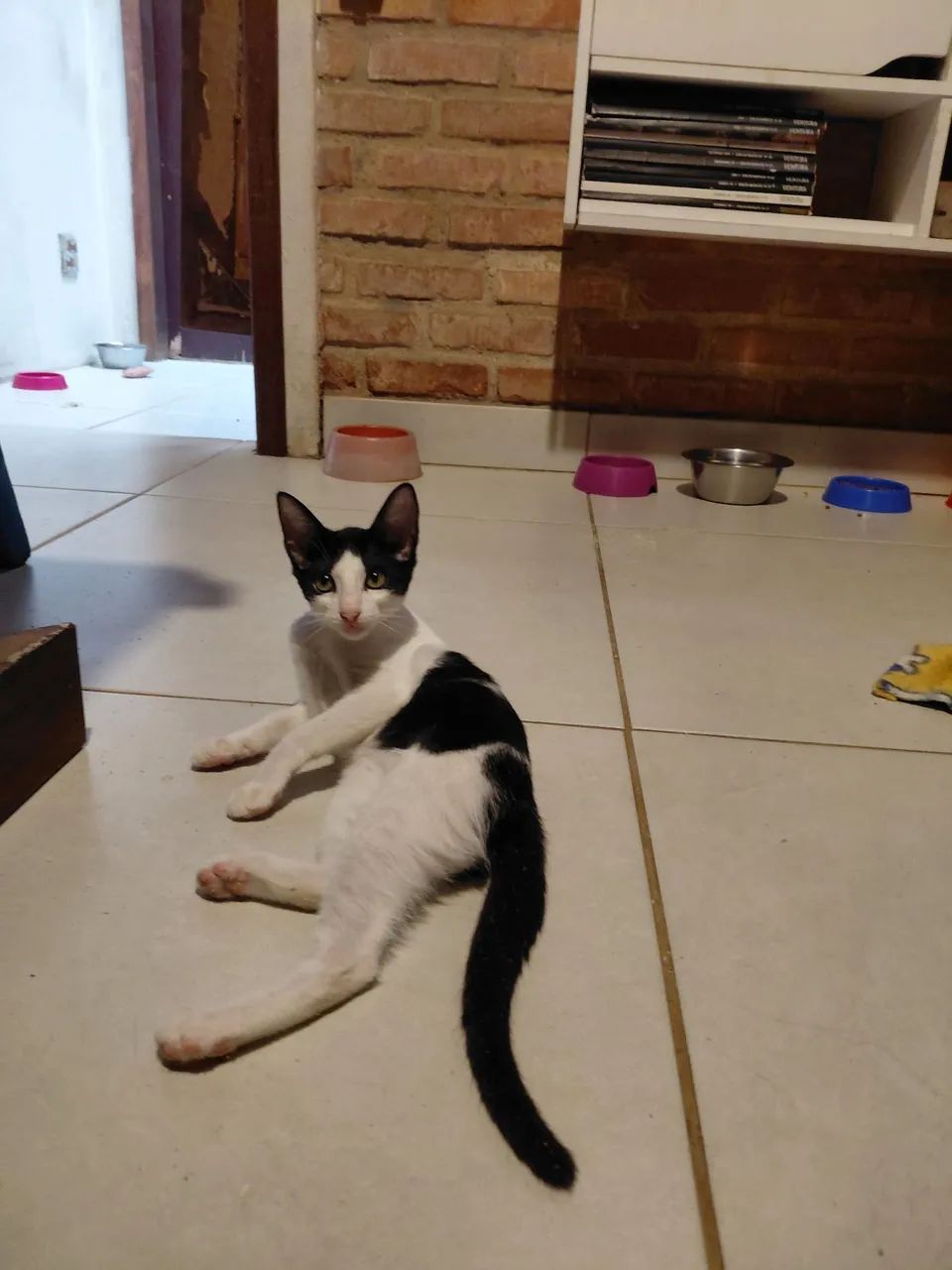 Adoção  - Foto 5