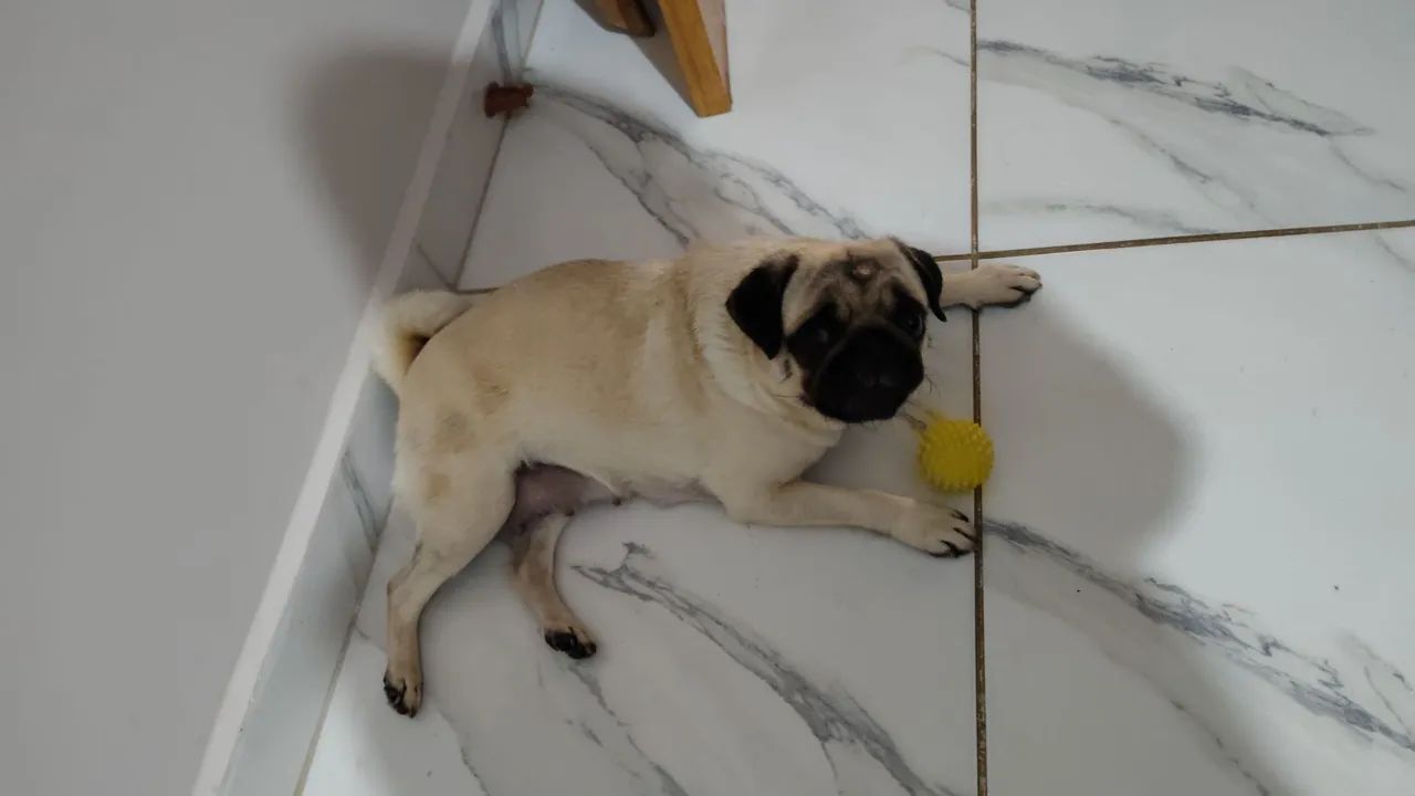 Pugs - Foto 3