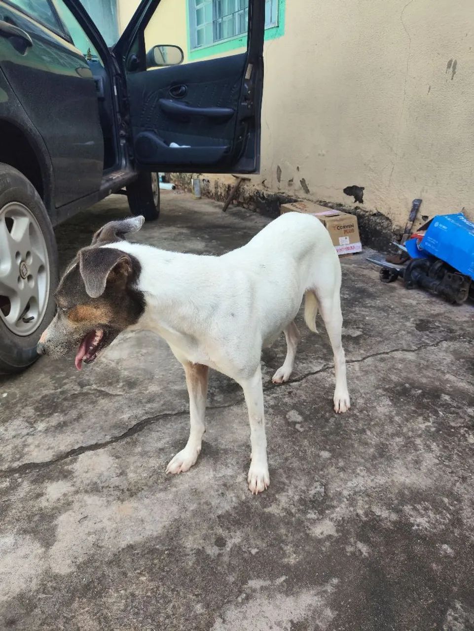 Doação de cachorra - Foto 4