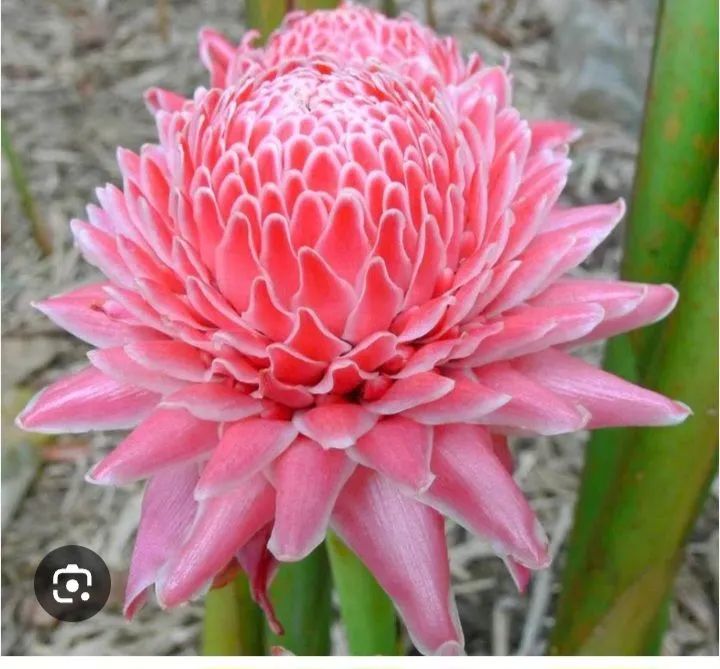 bastão do imperador rosa - Foto 2
