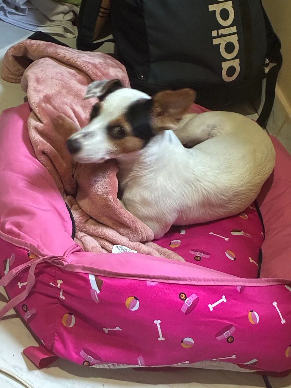 Vendo cão - Foto 2