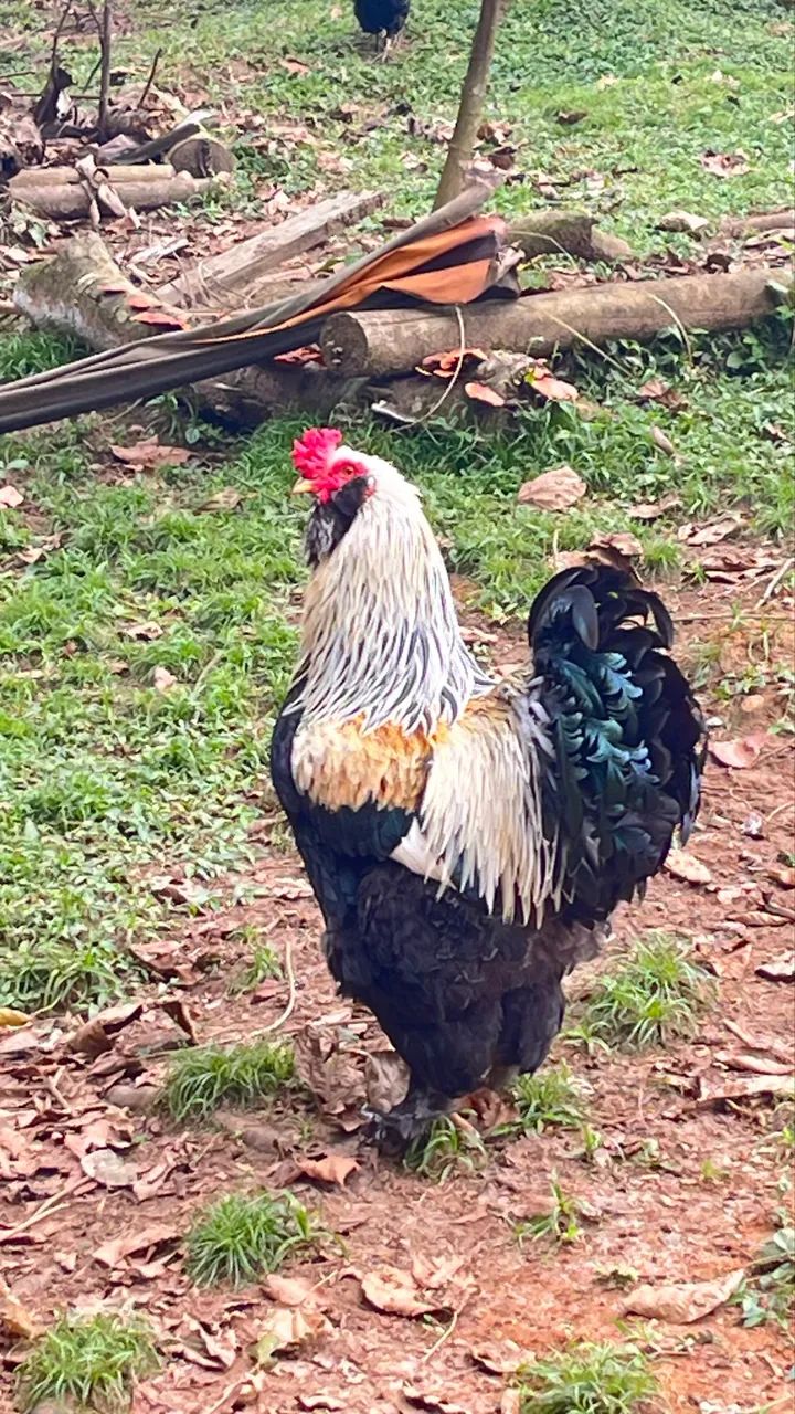 Galo raça Bramma - Foto 2