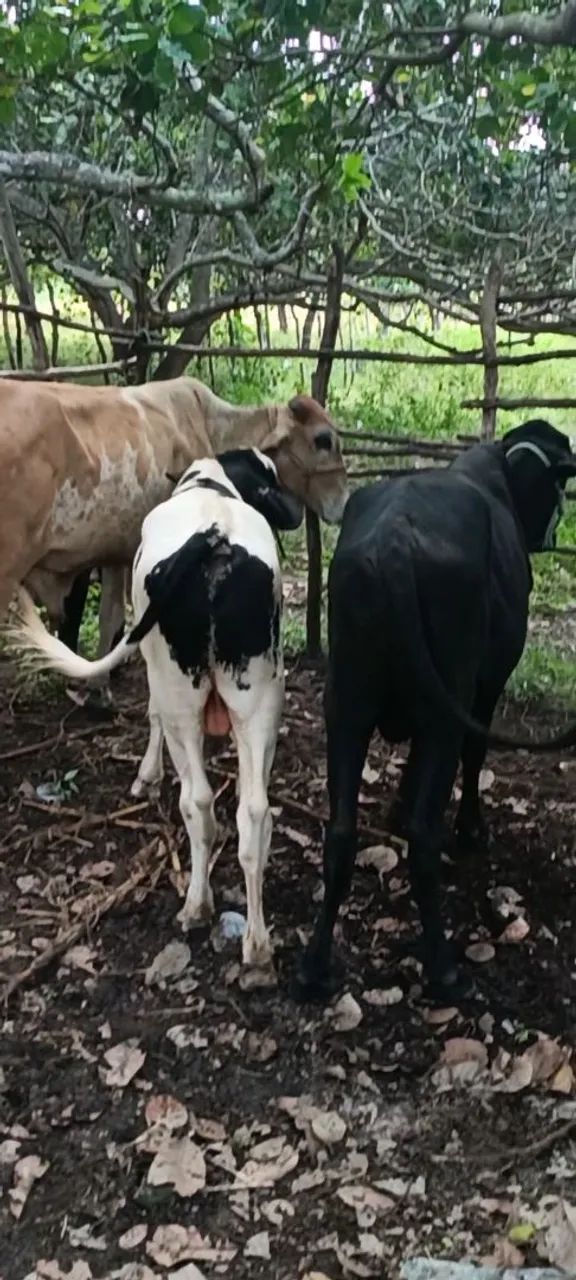 Animais  - Foto 3