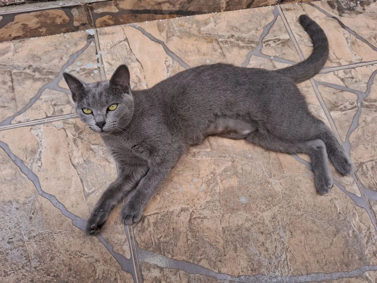 Doação de gatas e acessórios - Foto 2