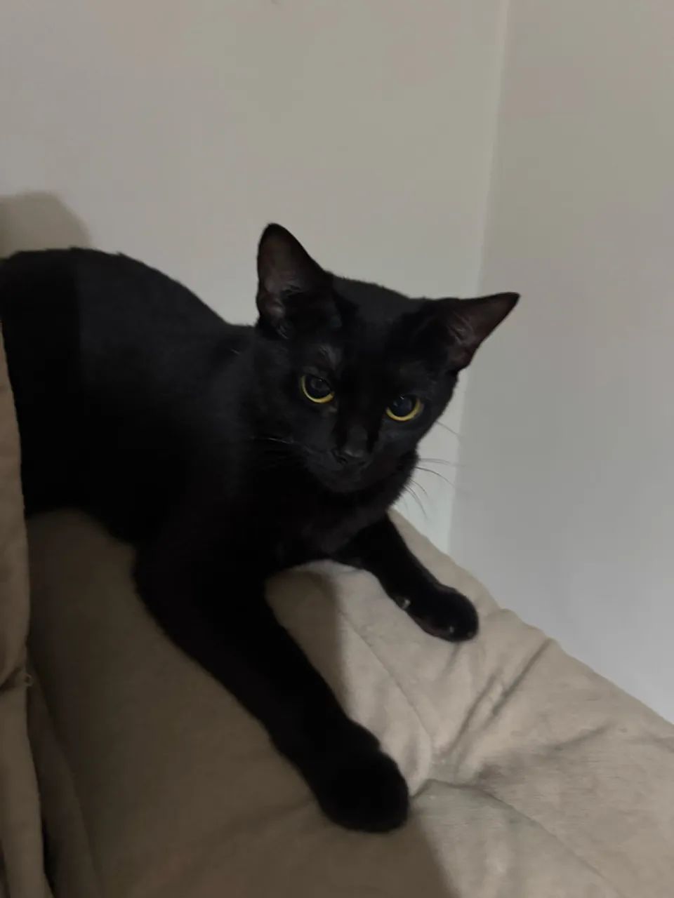 Gatos para doação  - Foto 3